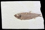 Bargain Knightia Fossil Fish - Wyoming #41069-1